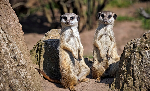 Erdmännchen ( Suricata suricatta ).